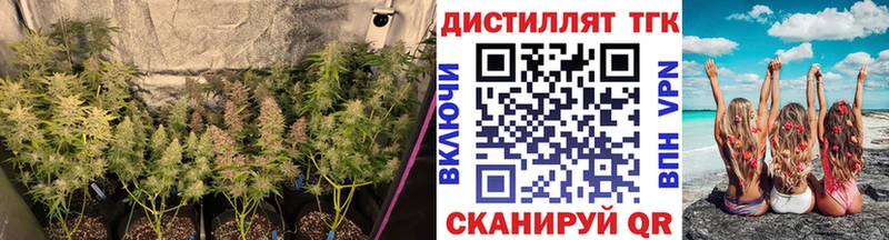 OMG tor  Ногинск  ТГК Wax 