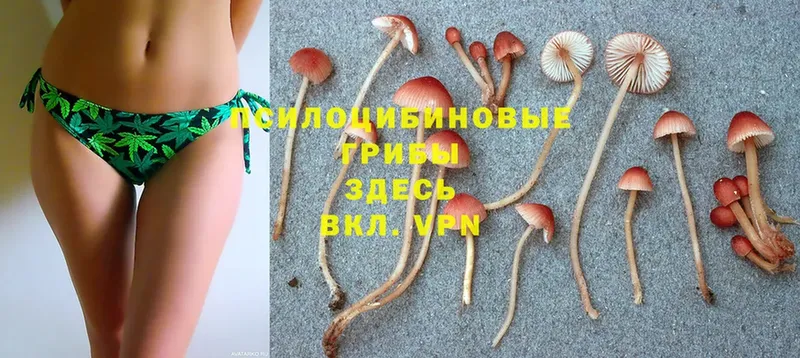 Галлюциногенные грибы Magic Shrooms  hydra как зайти  Ногинск  купить наркоту 