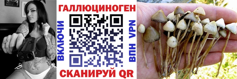 Галлюциногенные грибы Psilocybine cubensis  Ногинск 